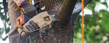 Best Hedge Trimming  in Angwin, CA