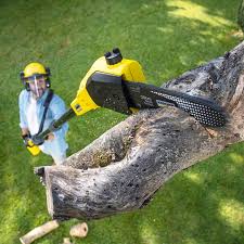 Best Stump Grinding and Removal  in Angwin, CA