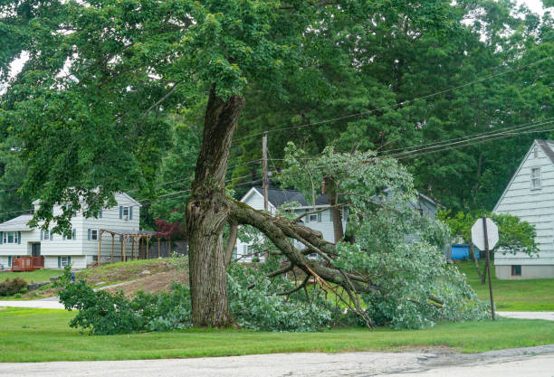 Best Tree Fertilization  in Angwin, CA