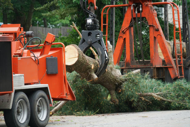 Best Root Management and Removal  in Angwin, CA