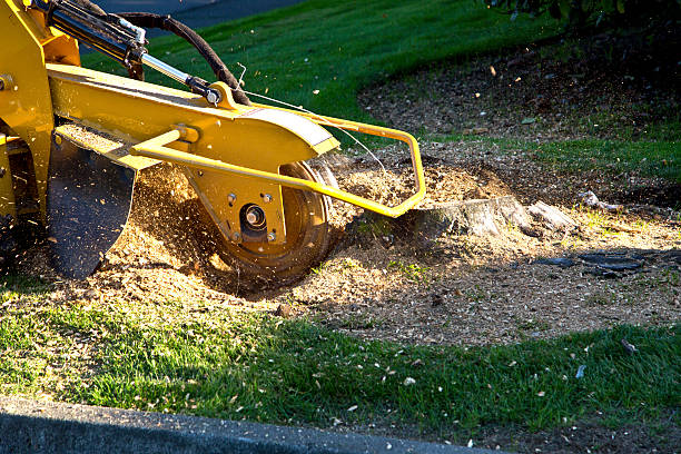 Best Lawn Renovation and Restoration  in Angwin, CA